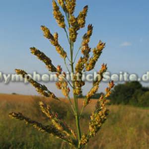 sorghum3.jpg
