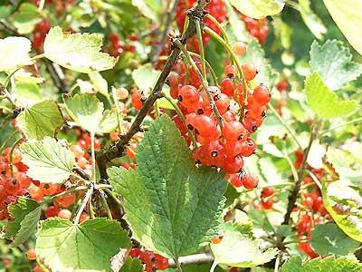 johannisbeere1.jpg