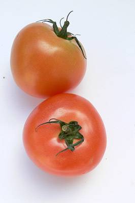 tomate3.jpg