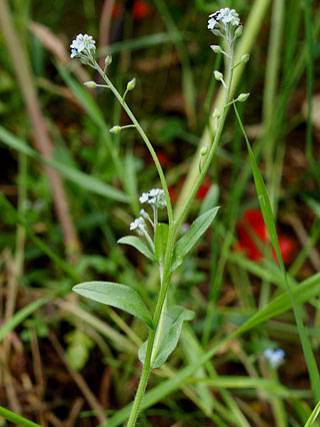 vergissmeinnicht_6.jpg