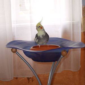 vogelwohnzimmer_17.jpg
