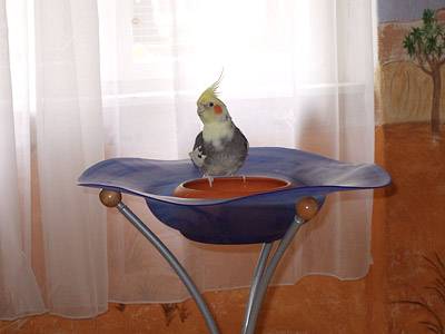 vogelwohnzimmer_17.jpg