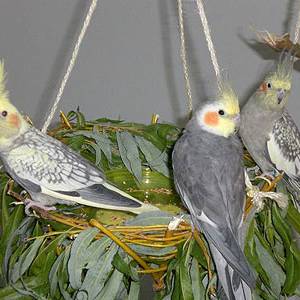 vogelwohnzimmer_bine_10.jpg