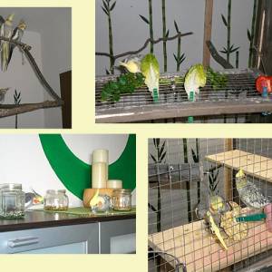 vogelwohnzimmer_bine_13.jpg